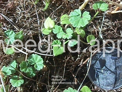 mallow, common